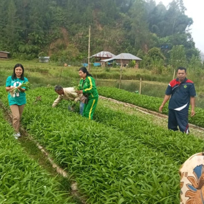 Program Pengembangan Kebun Sayur Kolaborasi Penyuluh Agama Kristen Kemenag Mamasa dan Kelompok Binaan