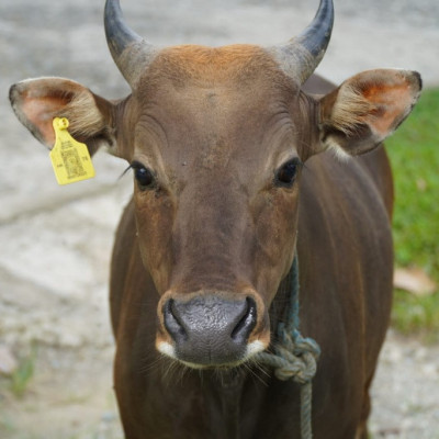 Kanwil Kemenag Sulbar Sembelih 22 Ekor Hewan Qurban