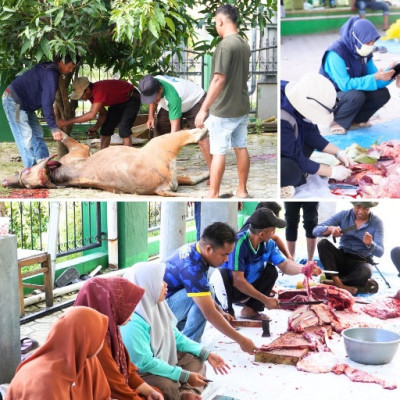 MAN 1 Polman Berburkurban Sebanyak 14 Sapi