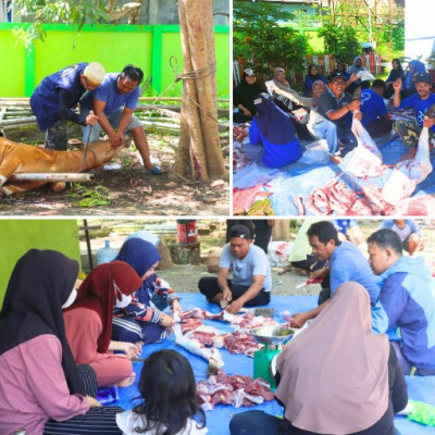 Semangat Kurban Satukan ASN Kemenag Sulbar, 14 Sapi Disembelih dalam Nuansa Gotong Royong dan Kepedulian Sosial